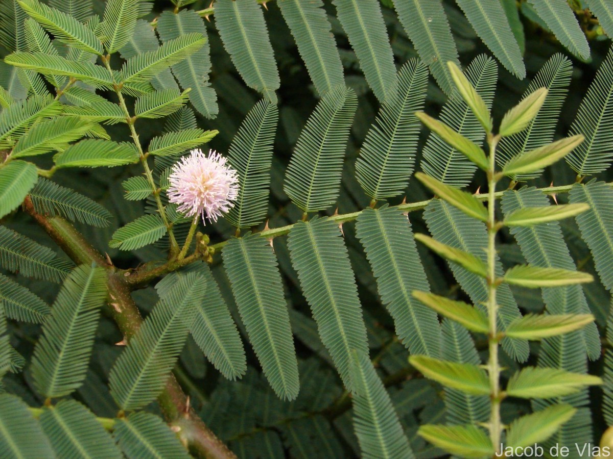 Mimosa pigra L.